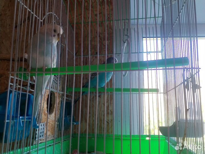 Попугаи волнистые мальчик и девочка с клеткой