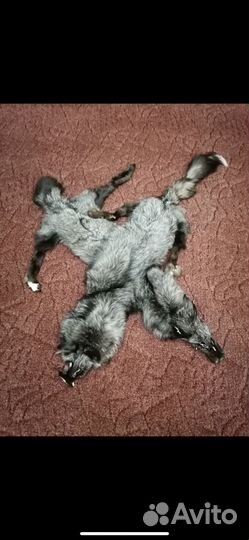 Шкура чернобурки