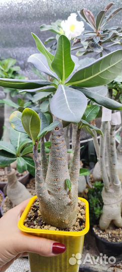 Адениум арабикум