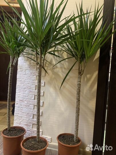 Пальма драцена