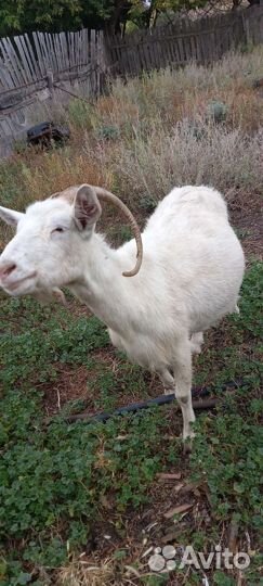 Коза дойная молочная