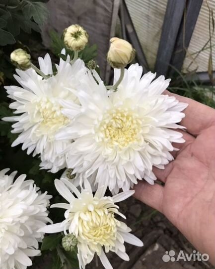 Хризантемы мультифлора хризантемы корейские