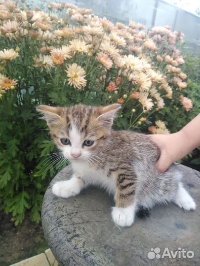 Кошка в дар