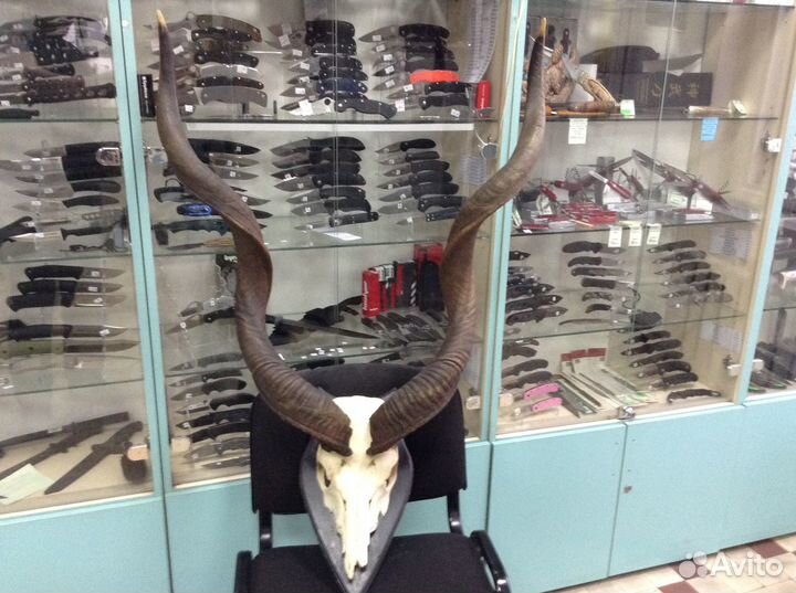 Рога крупные