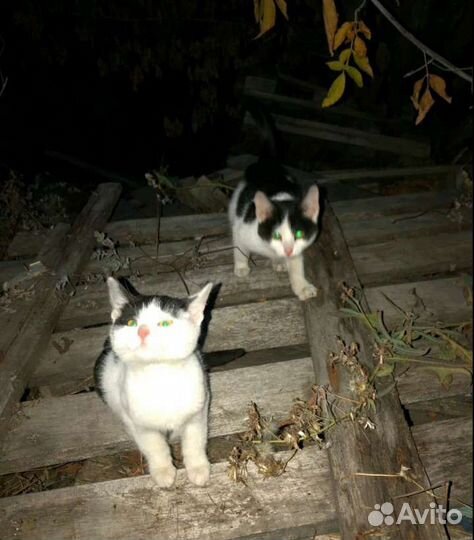Котята ищут приют
