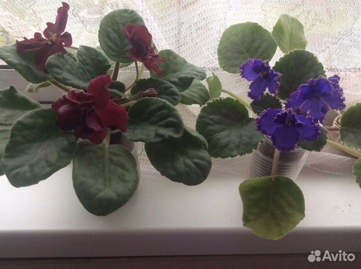 Детки (старты) сортовых фиалок