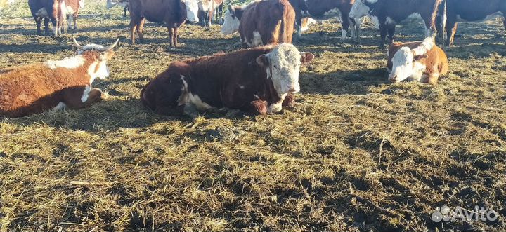 Коровы, бык, тёлки, телята породы герефорд