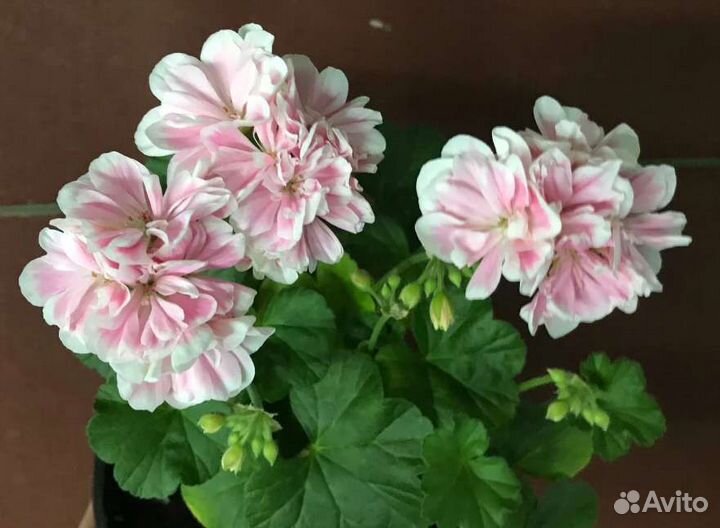 Пеларгония герань Сага Saga Леона галактика