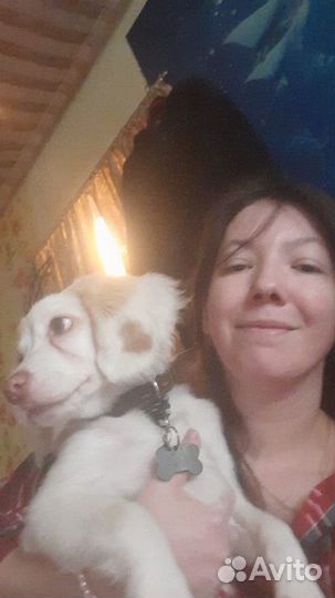 Передержка животных, кошек и собак