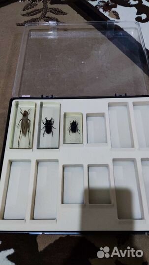 Насекомые в эпоксидной смоле деагостини