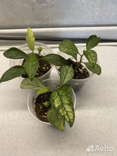 Фикусы сортовые вариегатные коллекционные