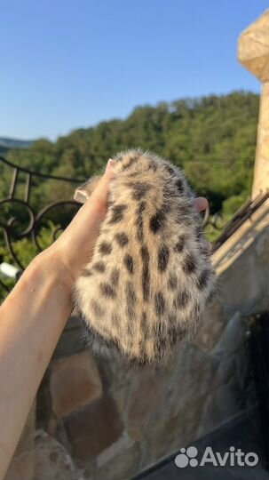 Саванна ф1 (ашера)