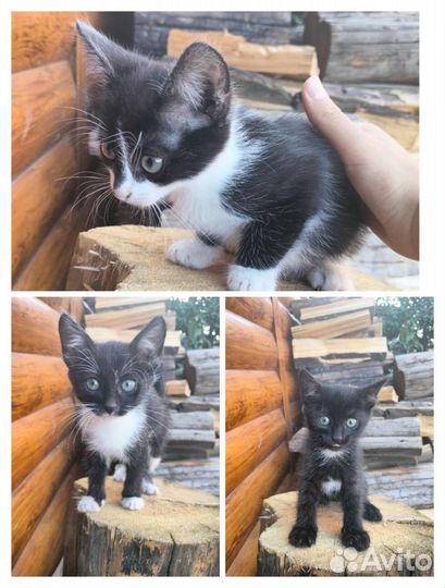 Кошка в дар бесплатно