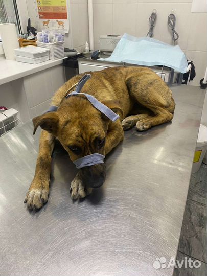 Собака в добрые руки