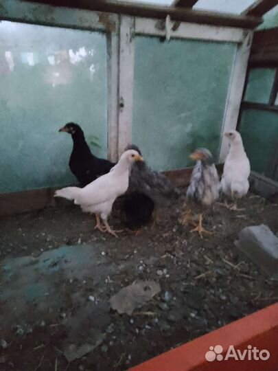 Цыплята разного возраста