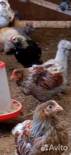 И/я.цыплята