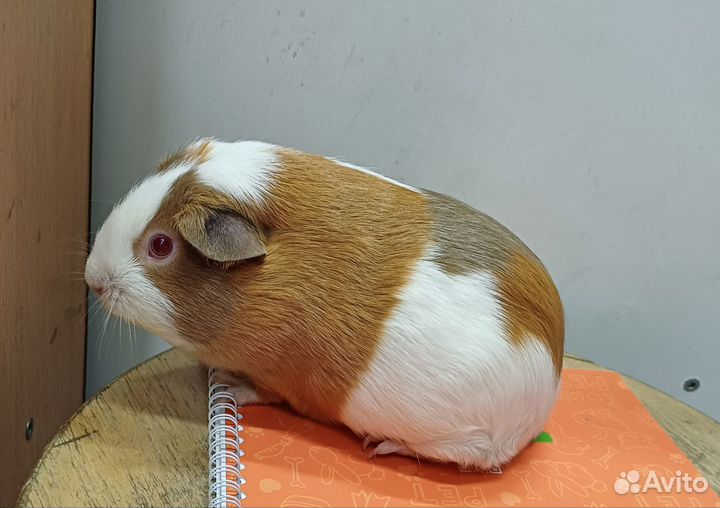 Морские свинки