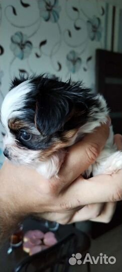 Щенки бивер йорка