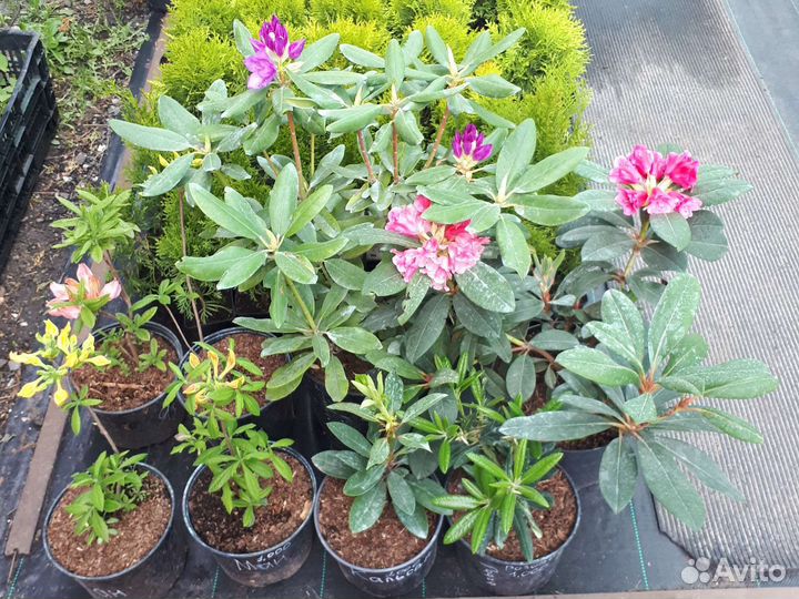 Азалии,Рододендроны