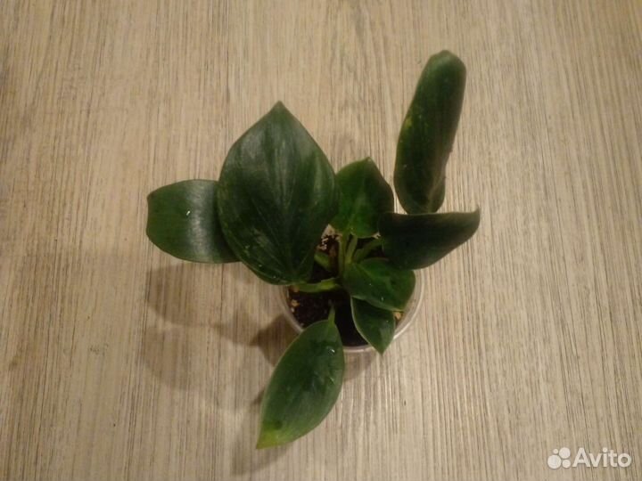 Филодендрон биркин