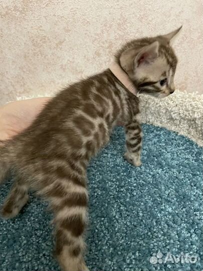 Бенгальская девочка