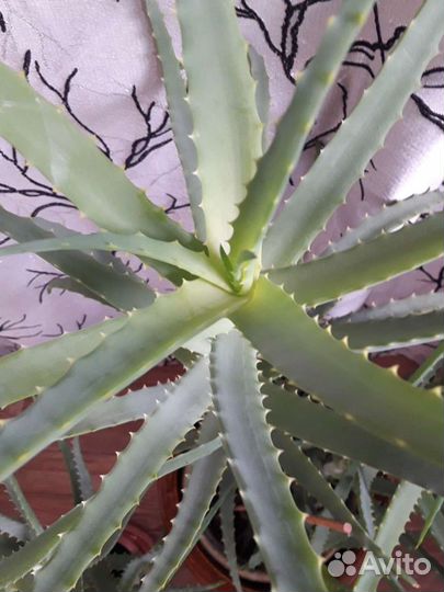 Комнатный цветы алоэ