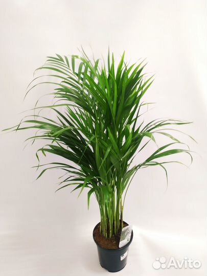 Арека хризалидокарпус 17\85