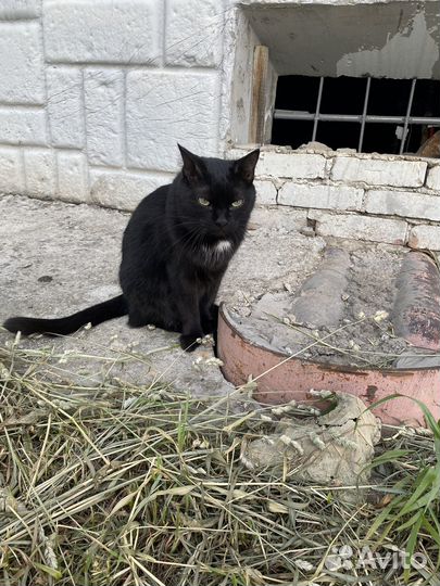 Домашний кот