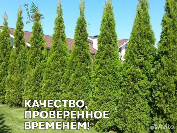 Туя брабант 1,8 м