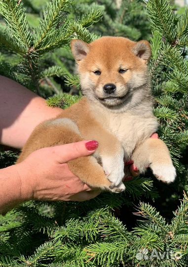 Сиба ину девочка