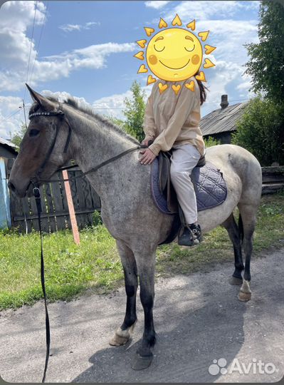 Лошади, пони, жеребята