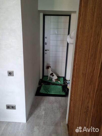 Присмотр за животными/Выгул собаки