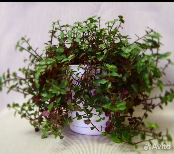 Коллизия Green