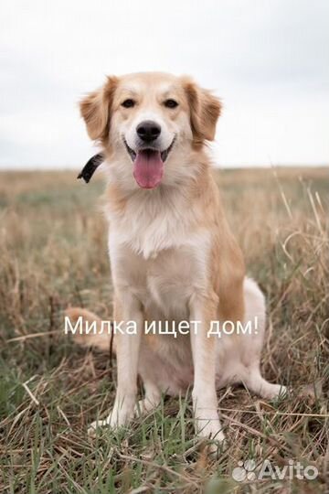 Собака в добрые руки