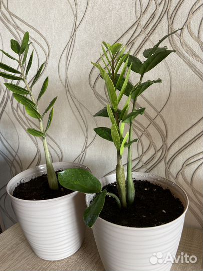 Замиокулькас