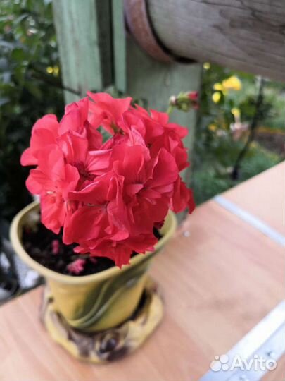 Пеларгония герань сортовая