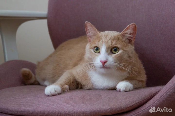 Котик ищет дом