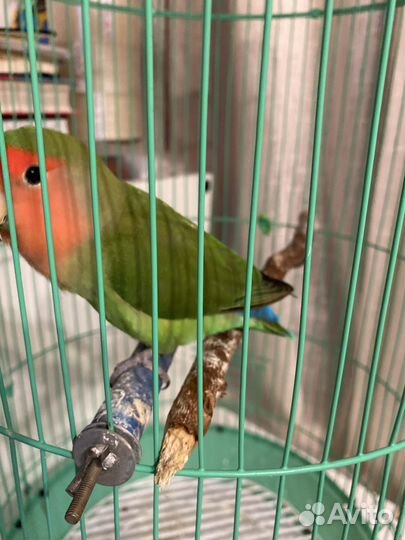 Попугай неразлучник девочка