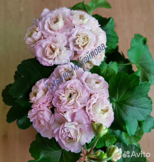 Пеларгонии (герани) юв Звезда Водолея и др