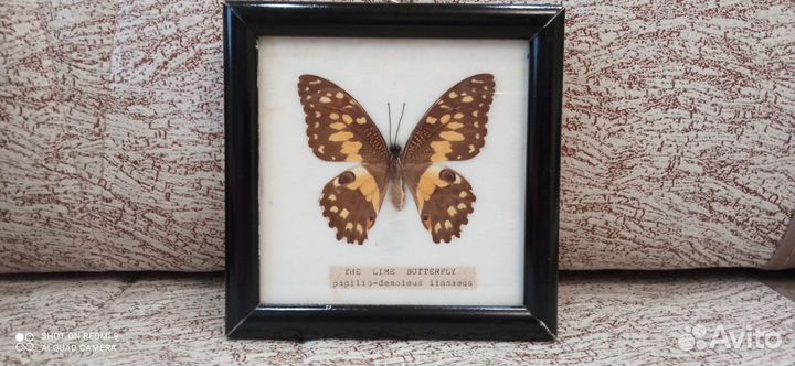 Бабочки в рамках