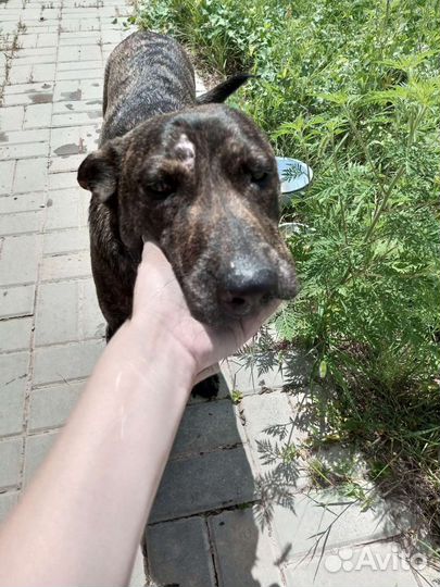Собака в добрые руки