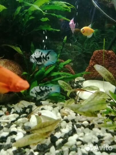 Сапфировые попугайчики, моллинезии