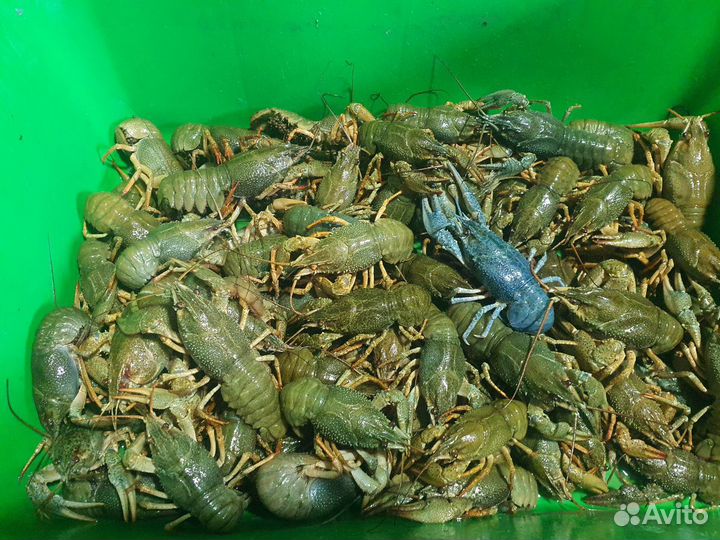 Раки живые