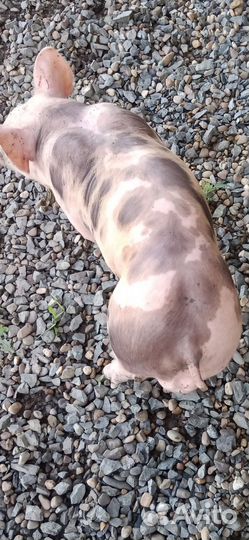 Чистопородные Пьетрен Макстер на племя