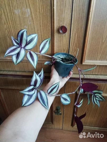 Цветы комнатные