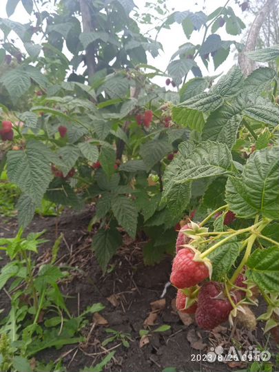 Ремонтантная малина