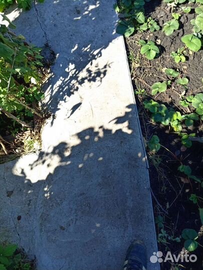 Виктория рассада