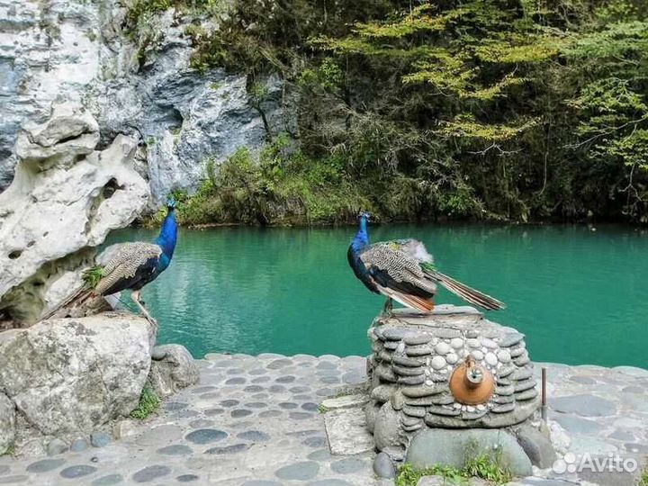 Рица. Малая Рица. infiniti