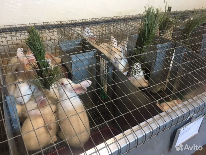 Мясо кролика