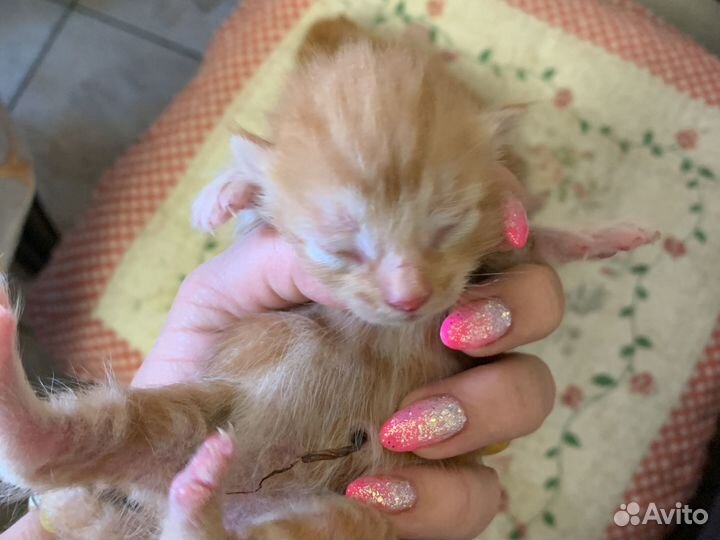 Котёнок в добрые руки